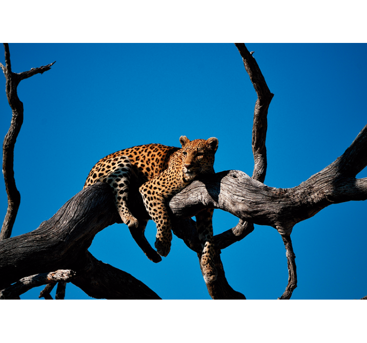 Leopard on Branch animal mural - TenStickers