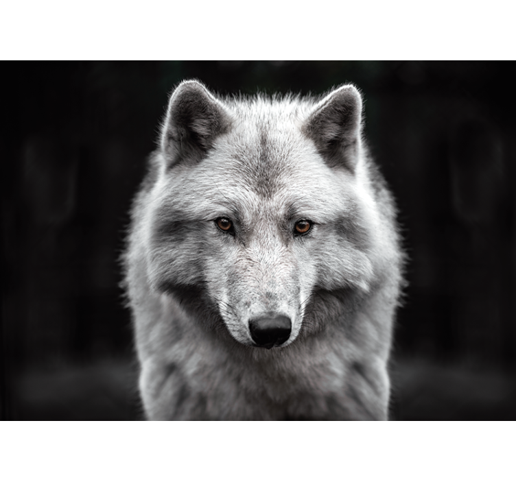 White wolf wall photo mural - TenStickers