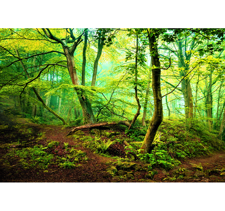 Forest wall mural vibrant green woodland - TenStickers