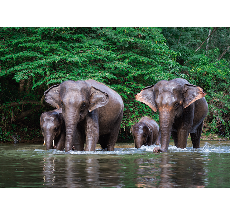 Elephants in Water animal mural - TenStickers
