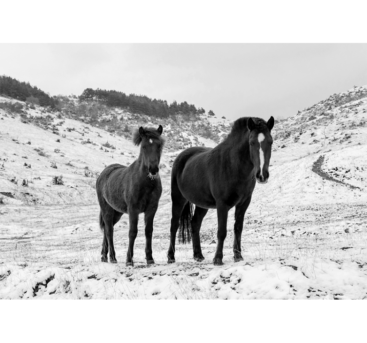 Majestic black horses animal mural - TenStickers