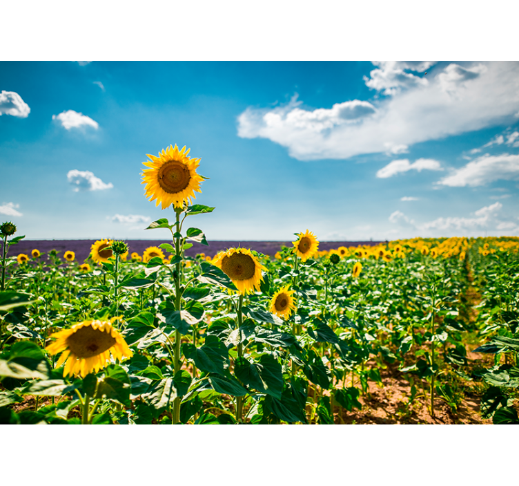 Sunflower Field Bliss flower mural - TenStickers