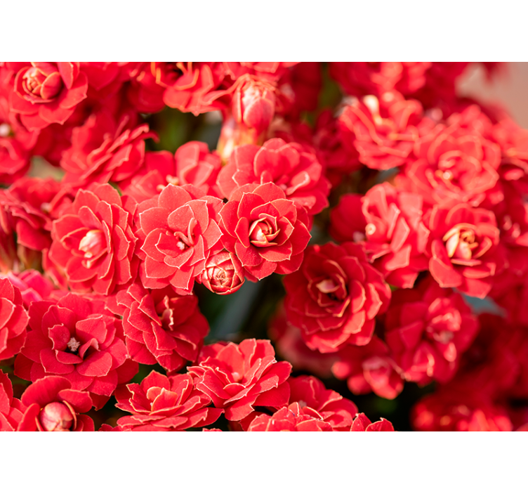 close up beautiful red flowers wall mural - TenStickers