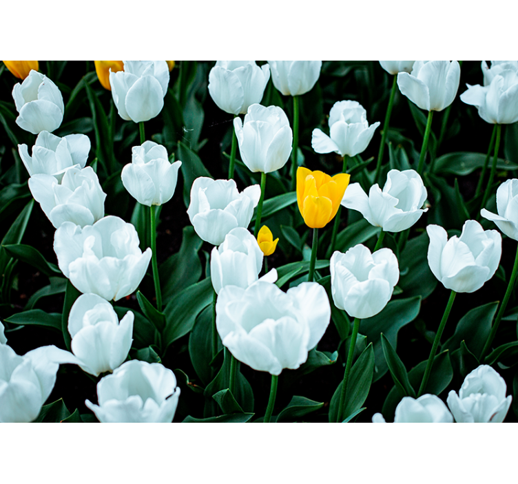 White Tulips Bloom flower mural - TenStickers
