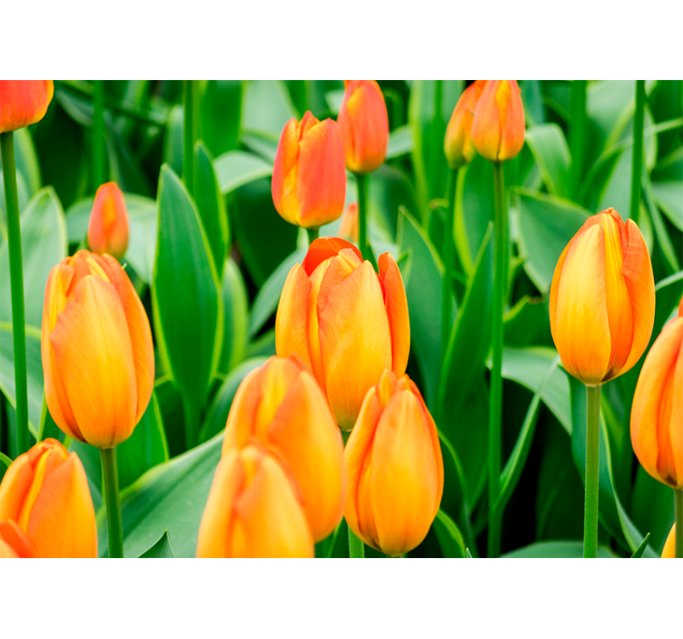 Tulip wall mural tulip blooms in abundance - TenStickers