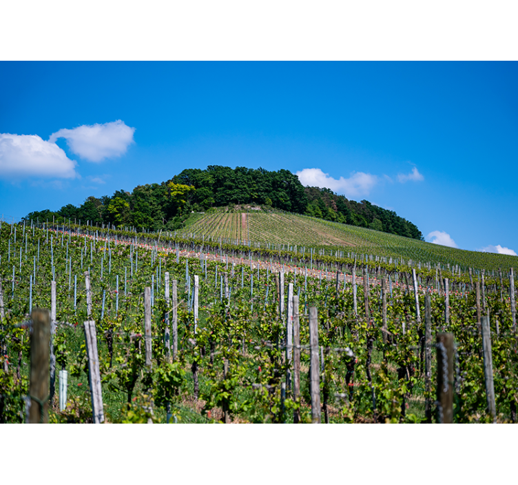 Lush Vineyard Hills landscape mural - TenStickers
