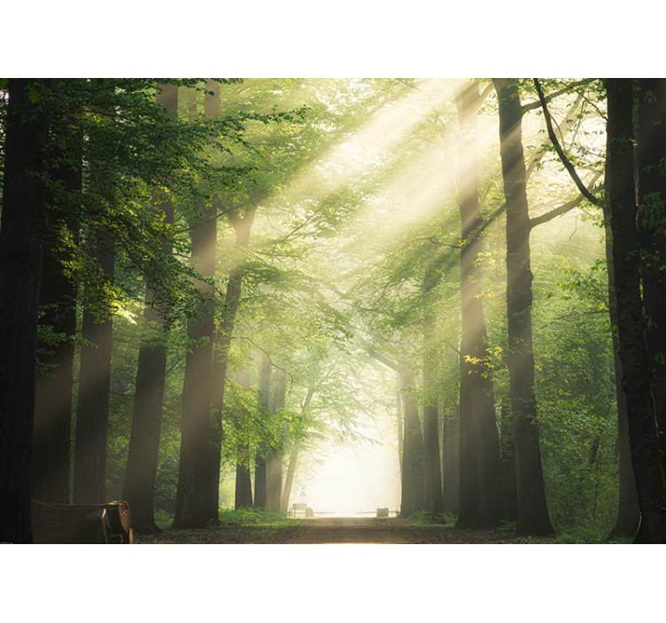 Forest wall mural radiant green woods - TenStickers