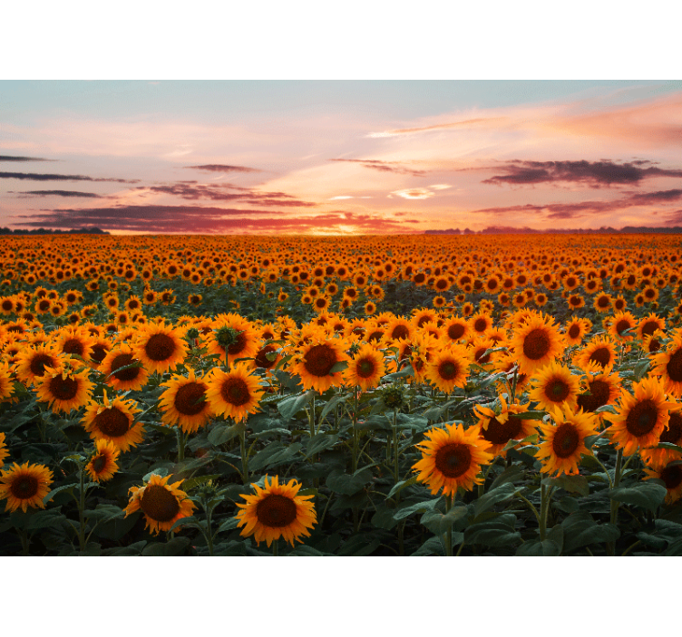 Sunflower Meadow Dusk flower mural - TenStickers