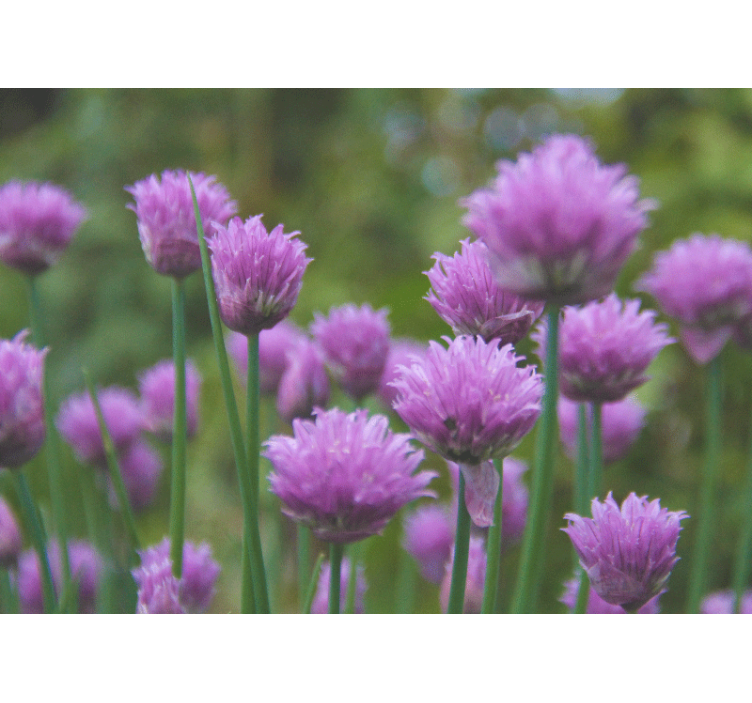 Flower mural chive blooming cluster - TenStickers