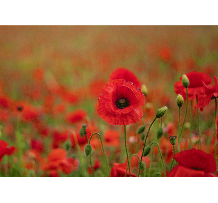 Poppy wall mural lively poppy blossoms - TenStickers
