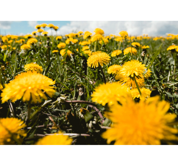 Dandelion wall mural dandelion field perspective - TenStickers