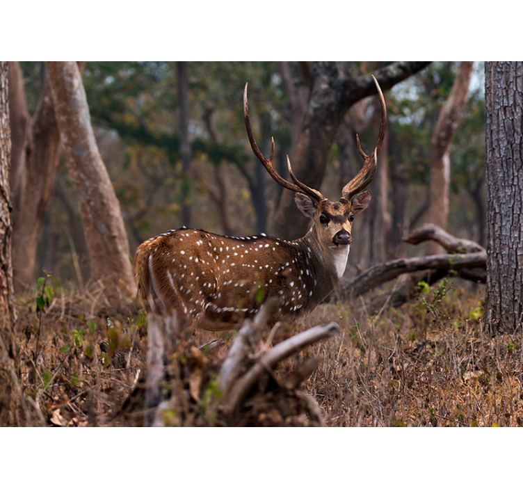 Animal mural elegant spotted deer - TenStickers