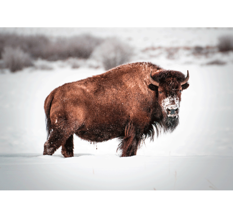 Animal mural majestic bison stance - TenStickers