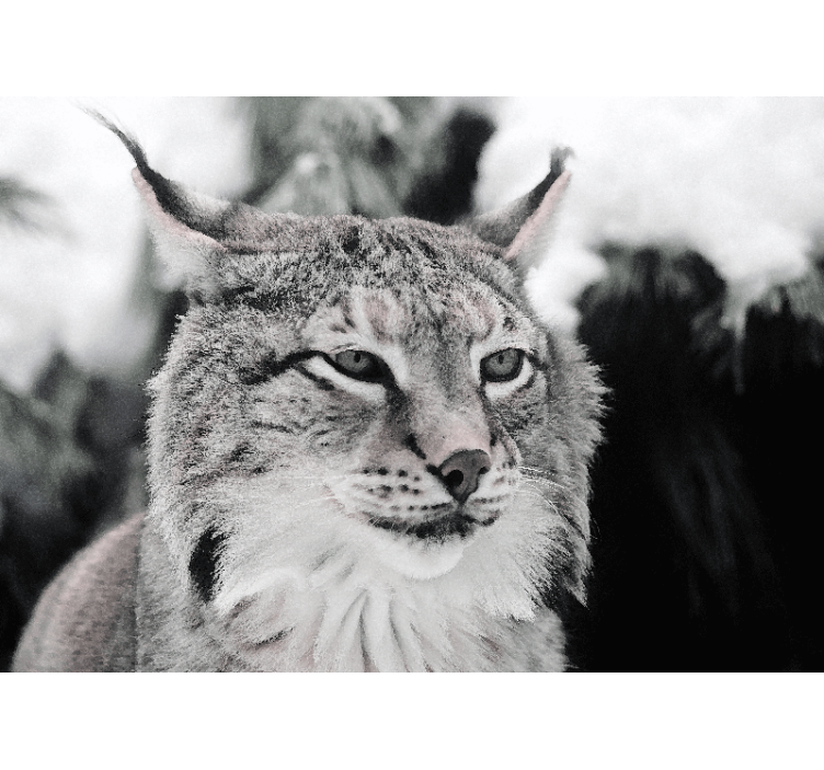 Animal mural lynx with intense gaze - TenStickers