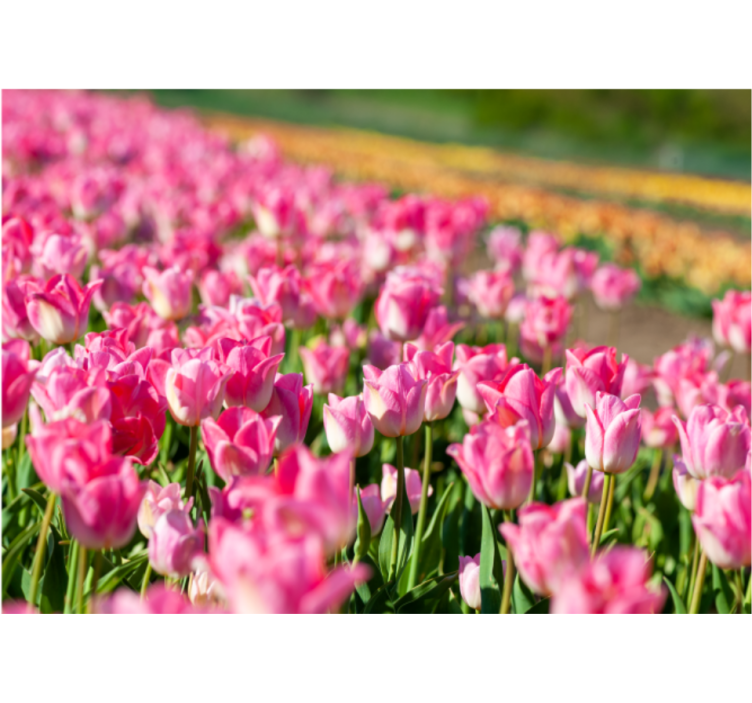 Vibrant blossoming field tulip wall mural - TenStickers