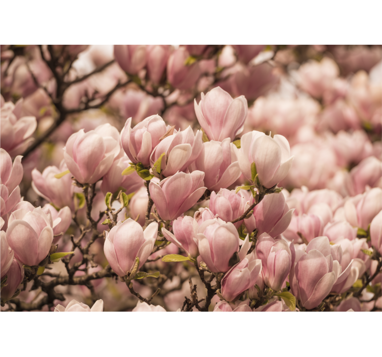 Blooming Magnolia flower mural - TenStickers
