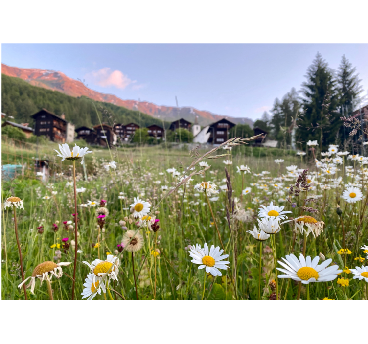Flower mural flowering meadow scene - TenStickers