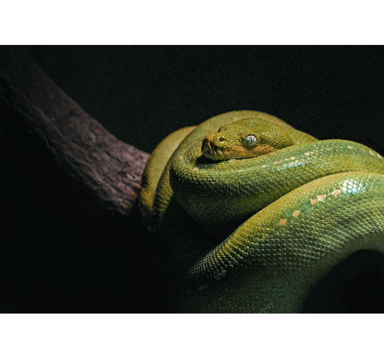 Animal mural emerald green python - TenStickers