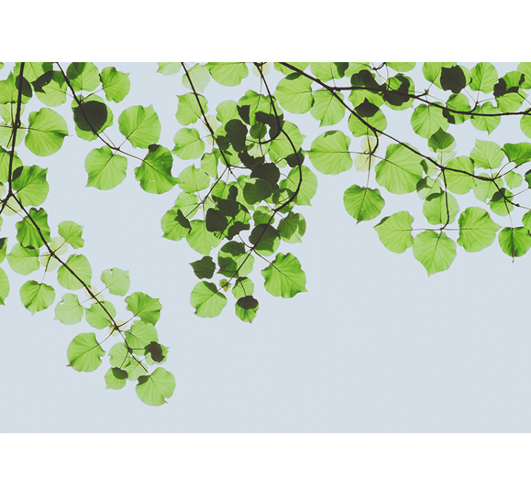 Tree wall mural leafy branches canopy - TenStickers