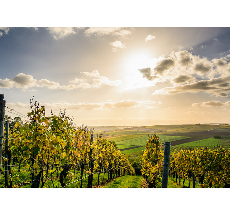 Landscape mural vineyard sunset view - TenStickers