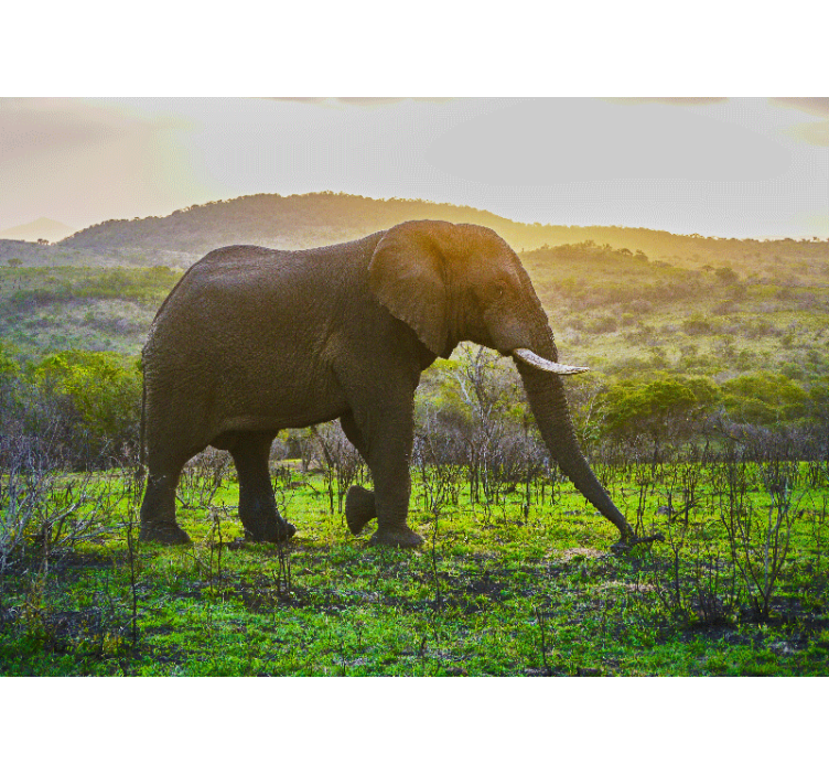 Animal mural majestic elephant scene - TenStickers