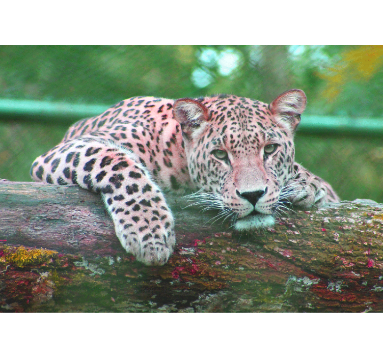 Animal mural leopard resting gracefully - TenStickers