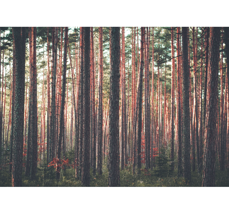 Forest wall mural tranquil pine woods - TenStickers