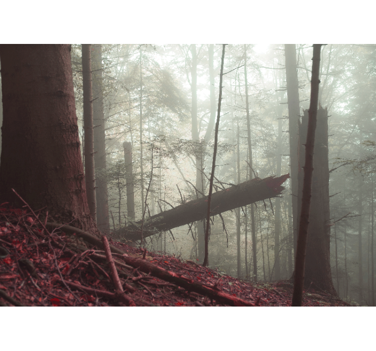 Forest wall mural misty woodland scene - TenStickers