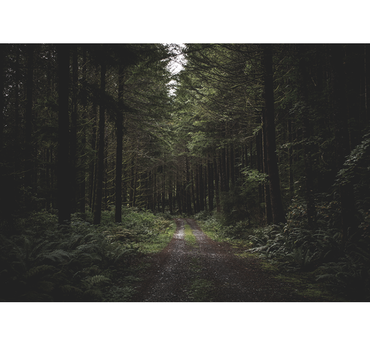 Nature wall mural verdant woodland trail - TenStickers