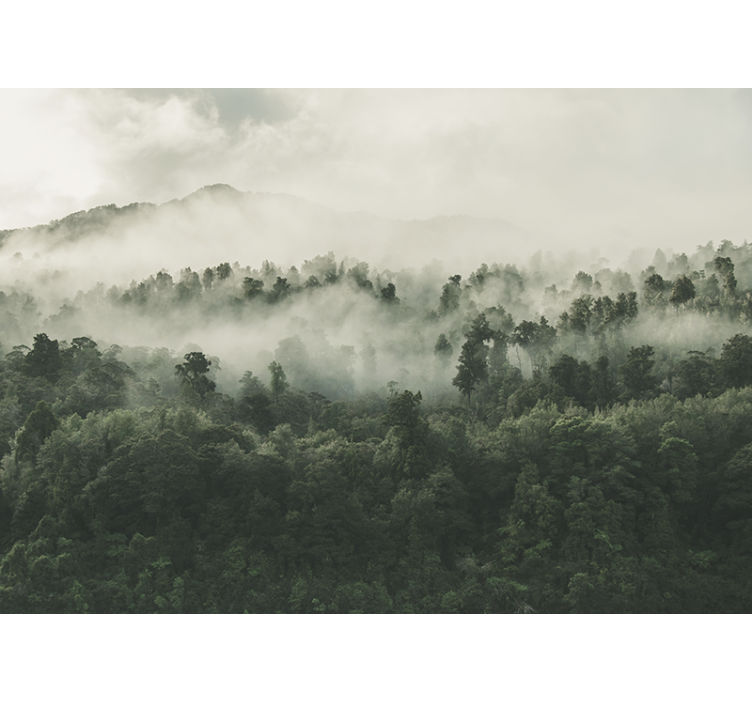 Forest wall mural forest with fog above - TenStickers