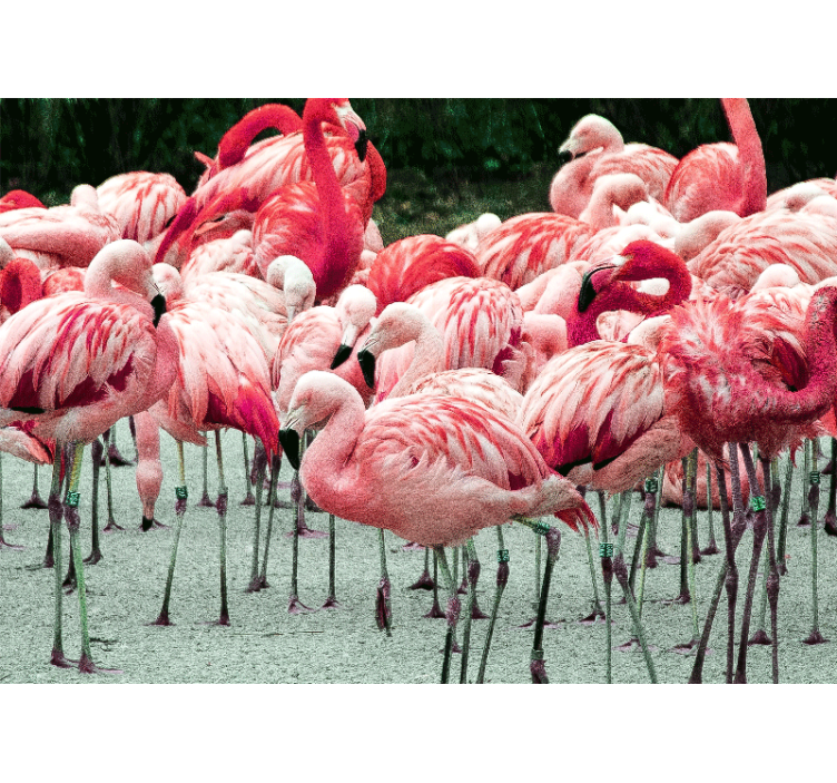 Animal mural flamingo flock - TenStickers