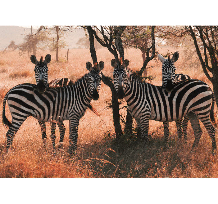 Animal mural zebras in nature - TenStickers