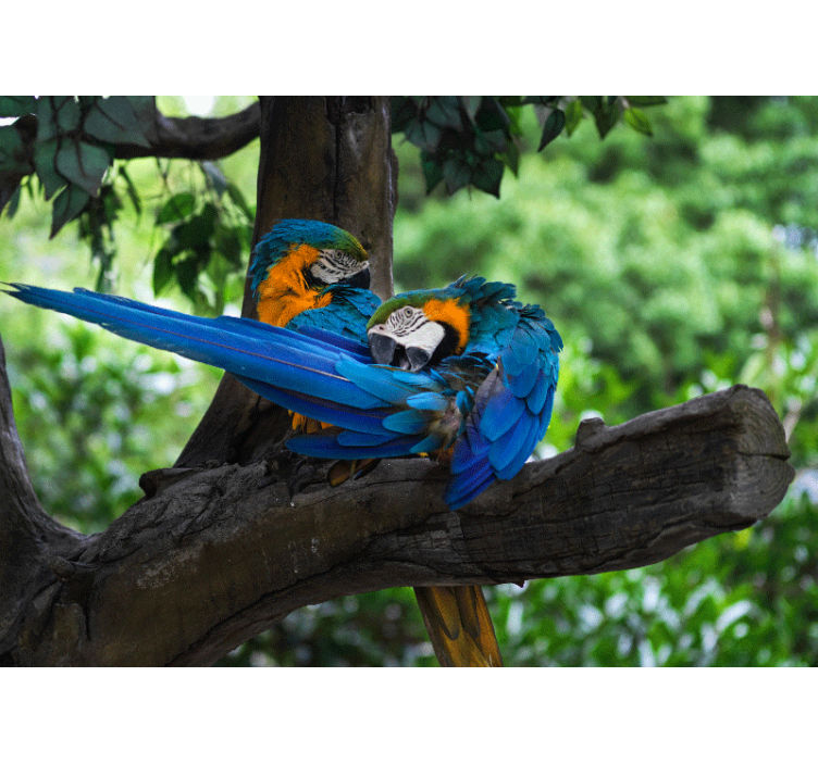 Animal mural colorful macaw pair - TenStickers