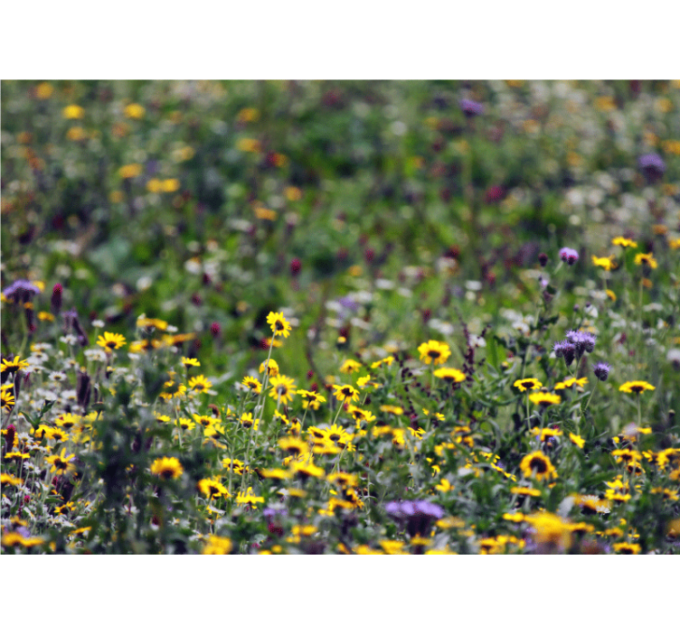 Flower mural sunny meadow blooms - TenStickers