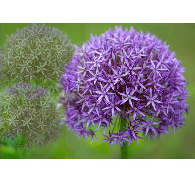 Poppy wall mural in purple floral arrangement - TenStickers