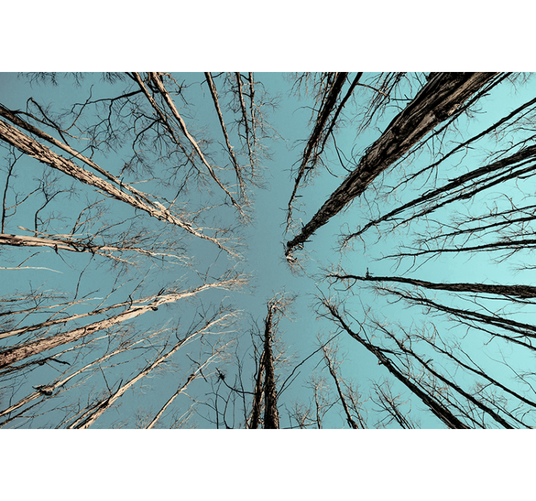 Tree wall mural trees reaching for the sky - TenStickers