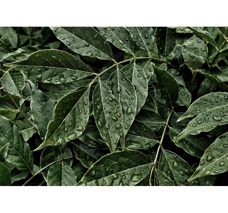 Nature wall mural vibrant leafy background - TenStickers