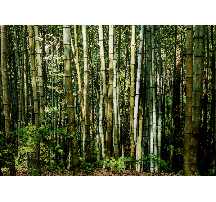Bamboo mural bamboo grove landscape - TenStickers