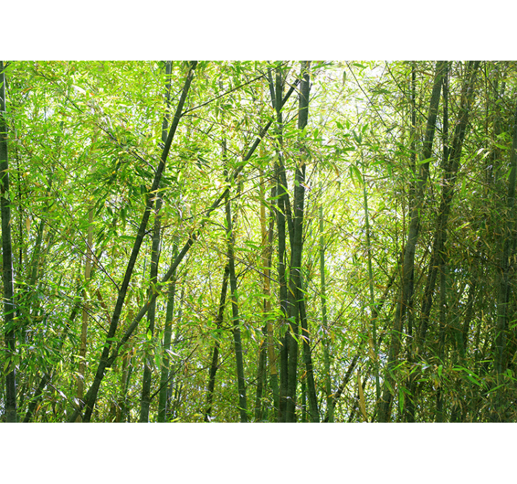 Bamboo mural vibrant bamboo grove - TenStickers
