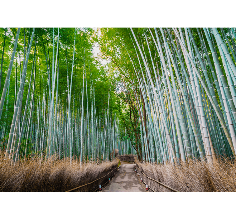 Bamboo mural bamboo forest path - TenStickers