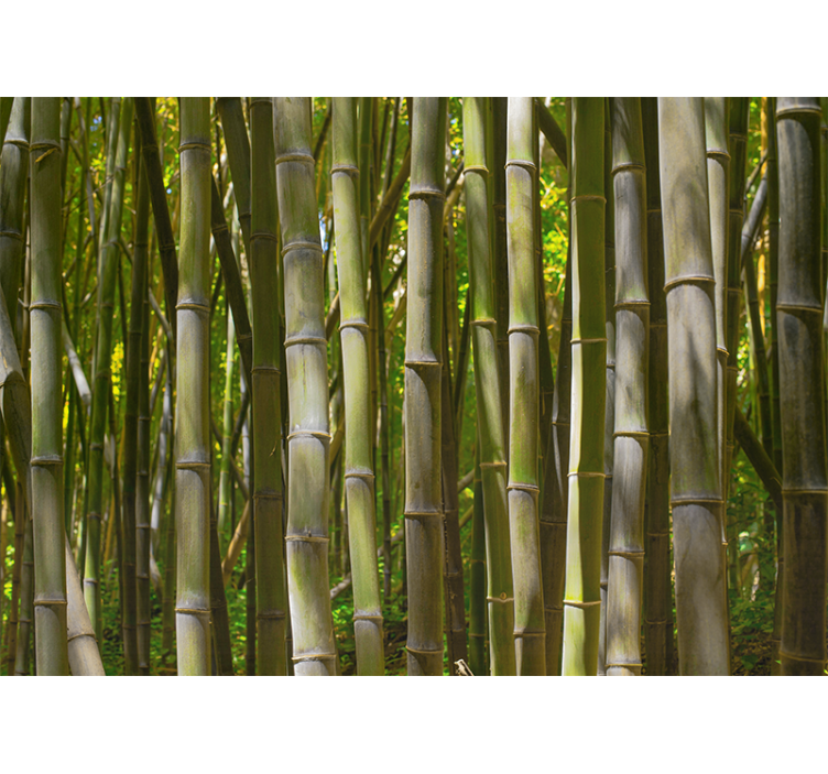 Bamboo mural serene bamboo grove - TenStickers