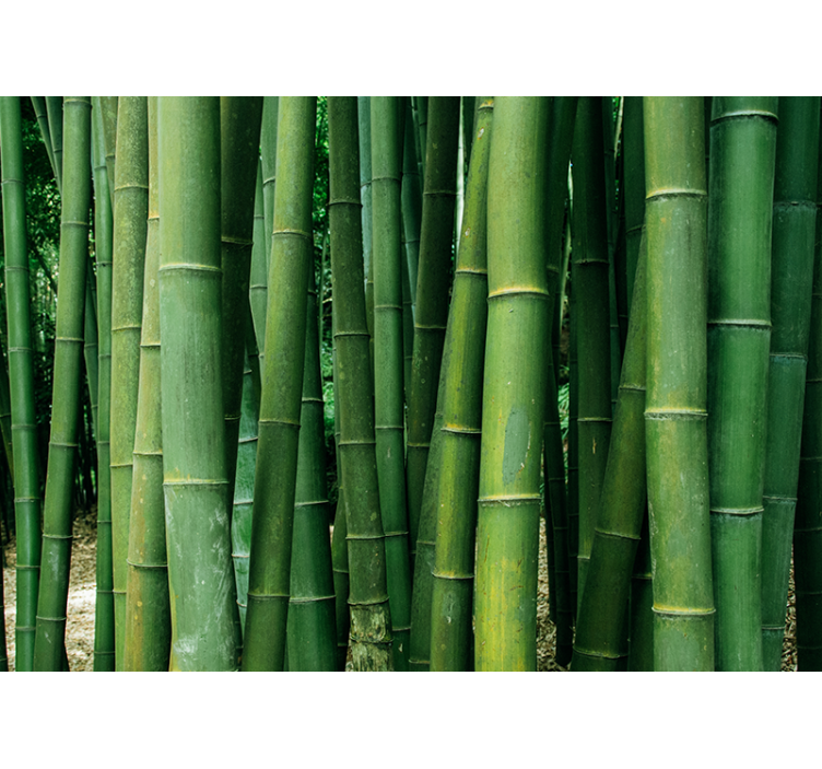 Bamboo mural verdant forest - TenStickers