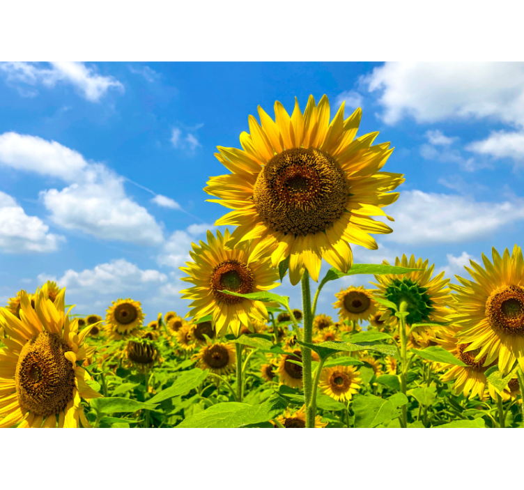 Flower mural sunflower field landscape - TenStickers