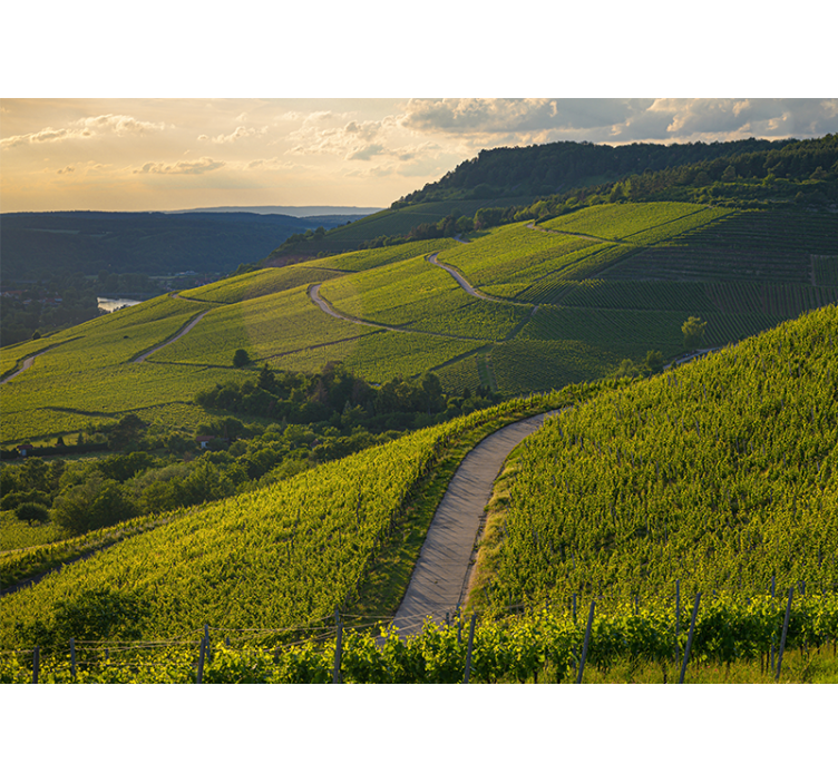 Landscape mural vineyard slopes - TenStickers