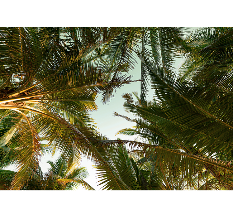 Nature wall mural tropical palm canopy - TenStickers