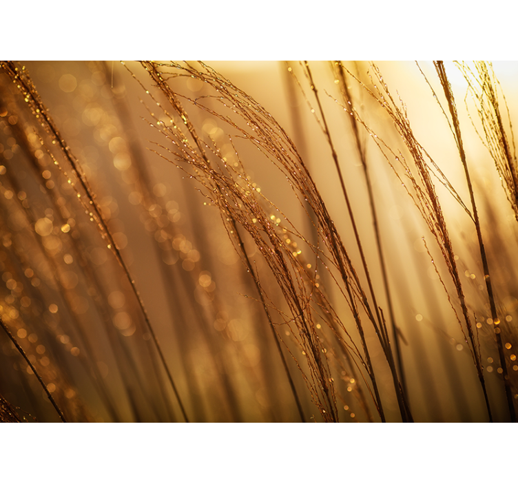 Nature wall mural gentle golden grass - TenStickers