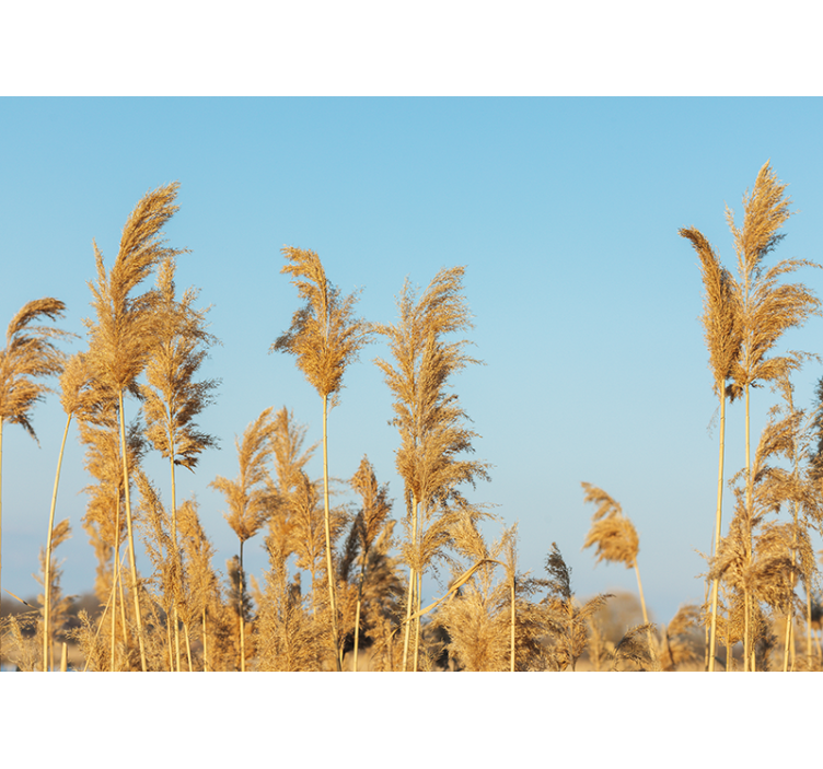 Nature wall mural golden grasslands design - TenStickers