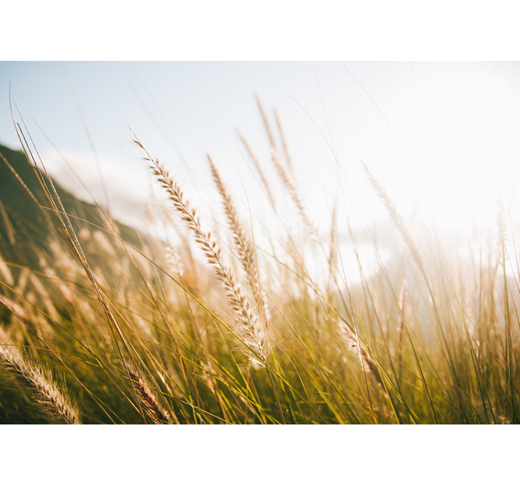 Nature wall mural soft grass breeze - TenStickers