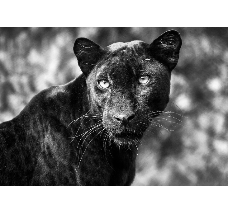 Animal mural black panther face art print - TenStickers