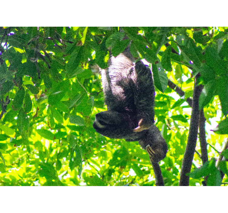 Animal mural sloth hanging in greenery - TenStickers